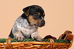 hundefotos jack_russell_terrier