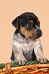 hundefotos jack_russell_terrier