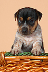 hundefotos jack_russell_terrier