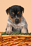 hundefotos jack_russell_terrier