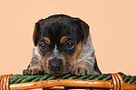 hundefotos jack_russell_terrier