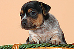 hundefotos jack_russell_terrier