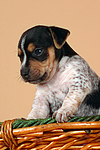 hundefotos jack_russell_terrier