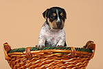 hundefotos jack_russell_terrier
