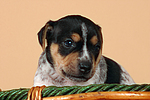 hundefotos jack_russell_terrier