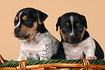 hundefotos jack_russell_terrier