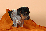 hundefotos jack_russell_terrier