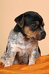 hundefotos jack_russell_terrier