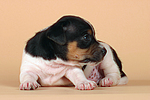 hundefotos jack_russell_terrier