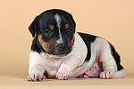 hundefotos jack_russell_terrier