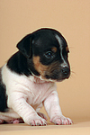 hundefotos jack_russell_terrier