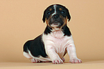 hundefotos jack_russell_terrier