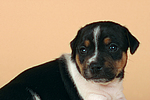hundefotos jack_russell_terrier
