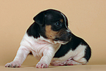 hundefotos jack_russell_terrier