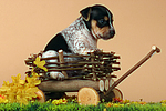 hundefotos jack_russell_terrier