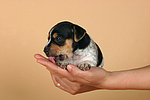 hundefotos jack_russell_terrier