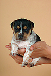 hundefotos jack_russell_terrier