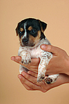 hundefotos jack_russell_terrier