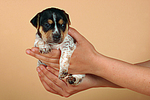 hundefotos jack_russell_terrier