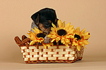 hundefotos jack_russell_terrier