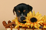 hundefotos jack_russell_terrier