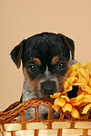 hundefotos jack_russell_terrier