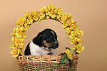 hundefotos jack_russell_terrier
