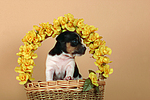 hundefotos jack_russell_terrier