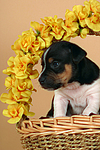 hundefotos jack_russell_terrier