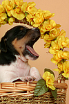 hundefotos jack_russell_terrier