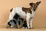 hundefotos jack_russell_terrier