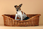 hundefotos jack_russell_terrier