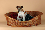 hundefotos jack_russell_terrier