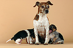 hundefotos jack_russell_terrier