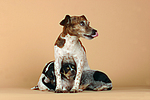 hundefotos jack_russell_terrier