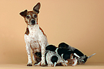 hundefotos jack_russell_terrier