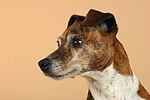hundefotos jack_russell_terrier