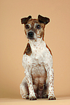 hundefotos jack_russell_terrier