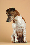 hundefotos jack_russell_terrier