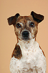 hundefotos jack_russell_terrier