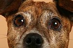 hundefotos jack_russell_terrier