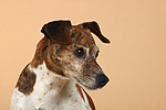 hundefotos jack_russell_terrier