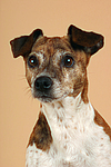 hundefotos jack_russell_terrier