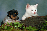 tierfreundschaft tierfreundschaft