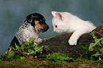 tierfreundschaft tierfreundschaft