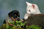 tierfreundschaft tierfreundschaft