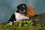 tierfreundschaft tierfreundschaft
