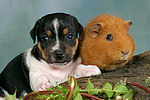 tierfreundschaft tierfreundschaft