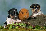 tierfreundschaft tierfreundschaft