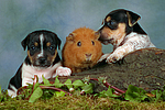 tierfreundschaft tierfreundschaft